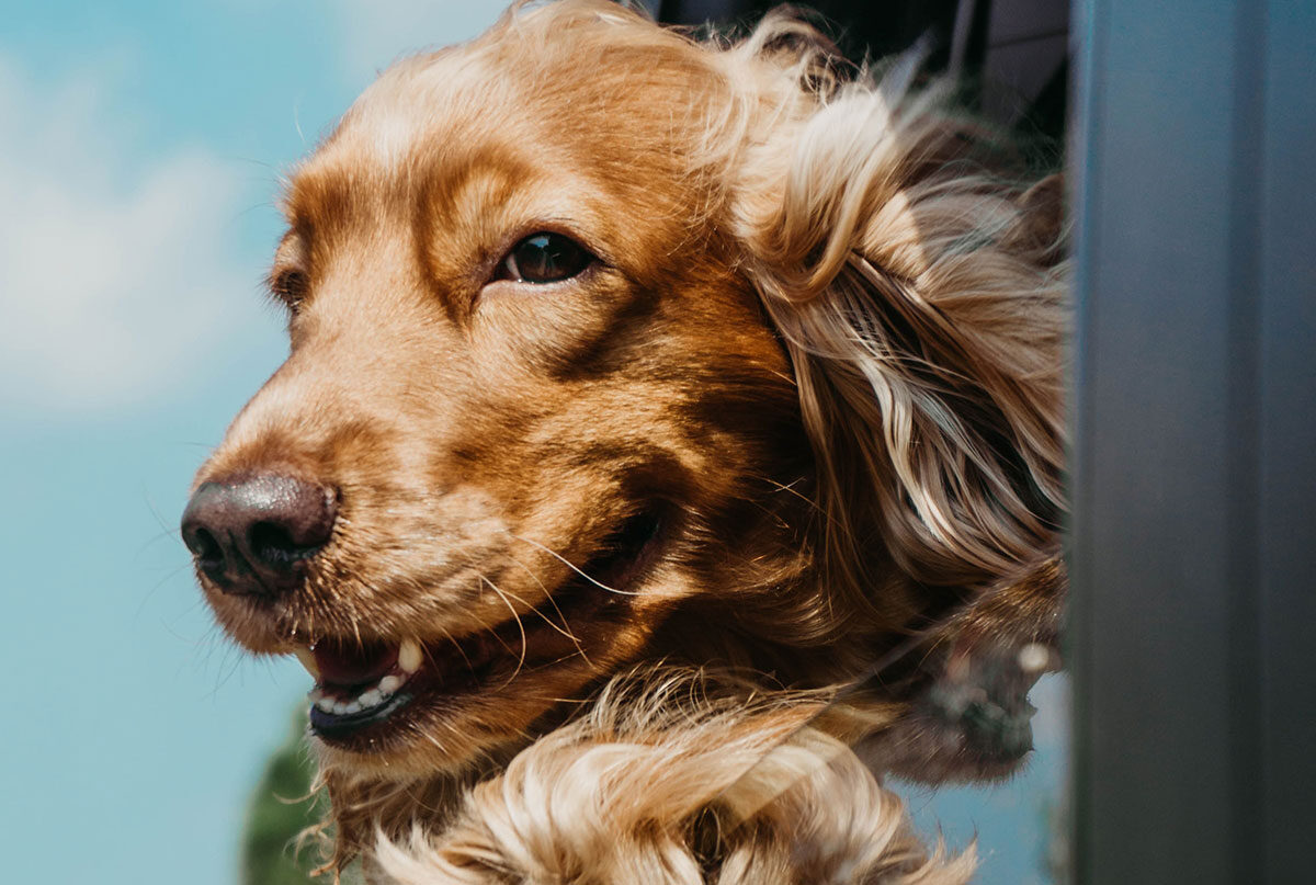 The Better India – Animal Welfare