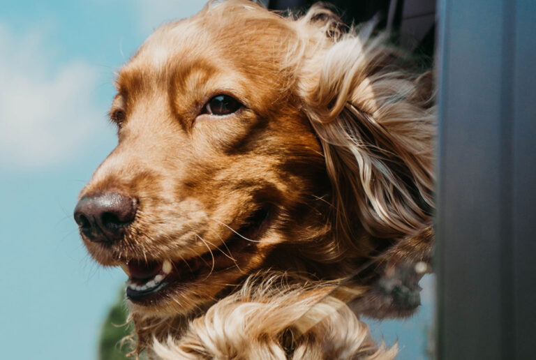 The Better India – Animal Welfare